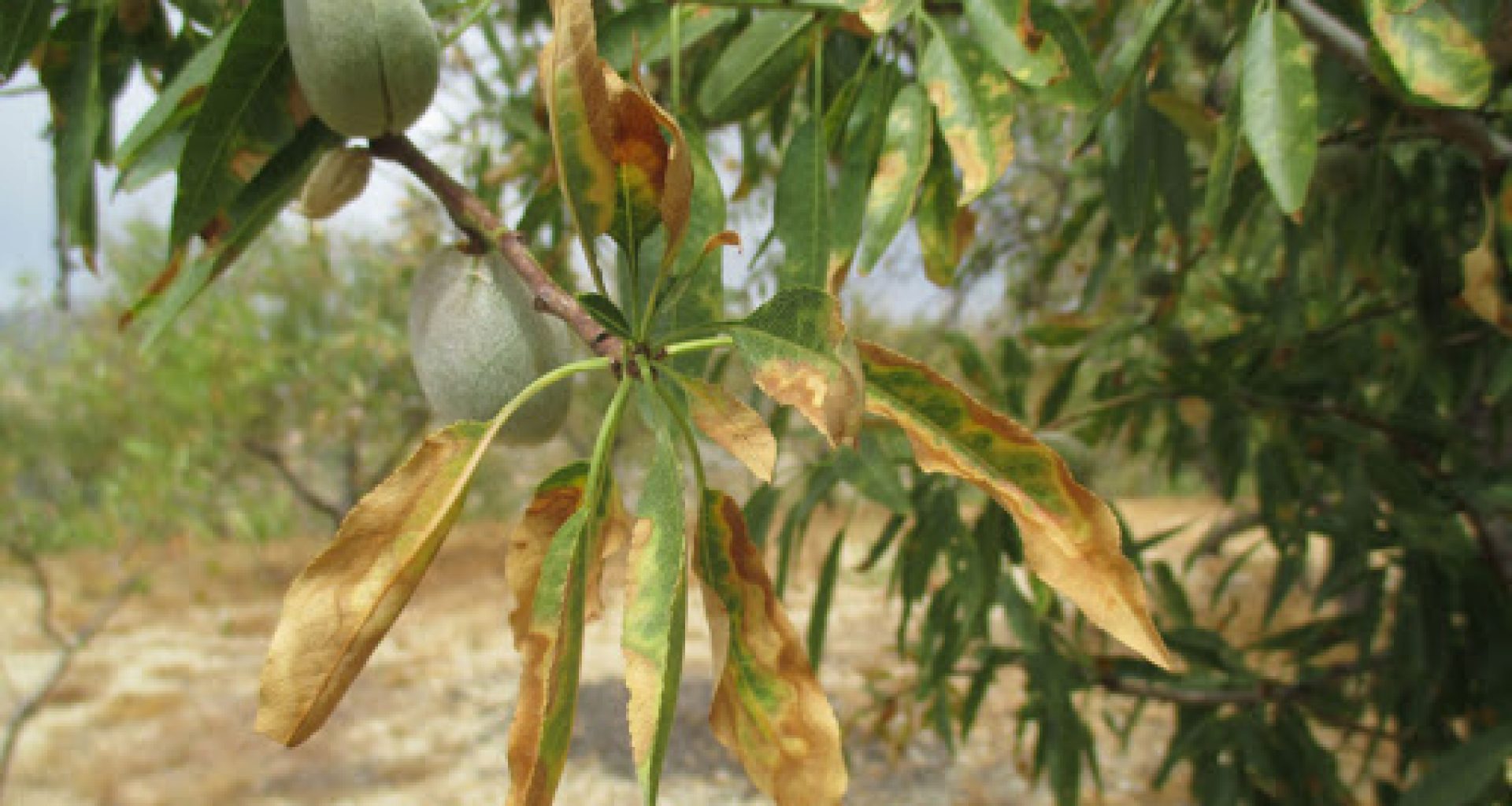 Xylella fastidiosa